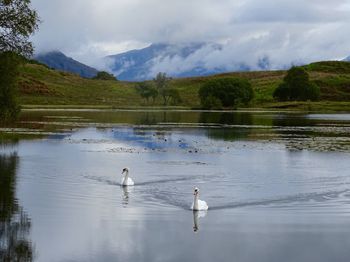 Swans swimming on a lake in scotland
