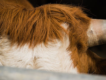 Close-up of a horse