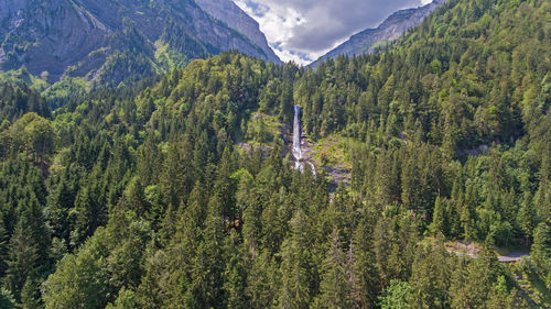 Panoramic view of pine trees and mountains against sky