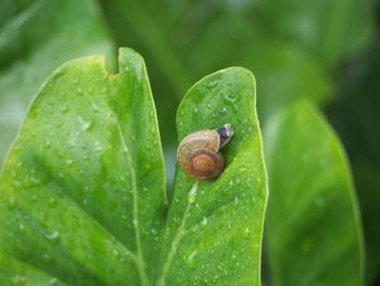 Close-up of snail on leaf