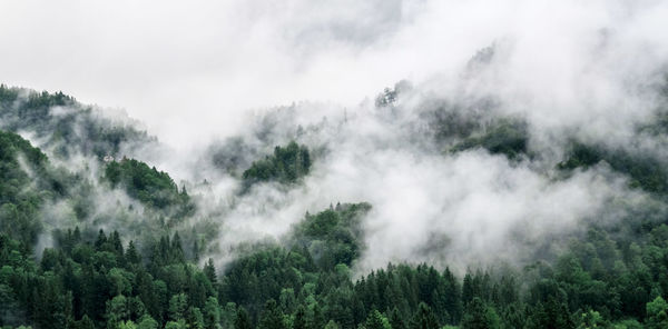 Panoramic shot of trees in forest against sky