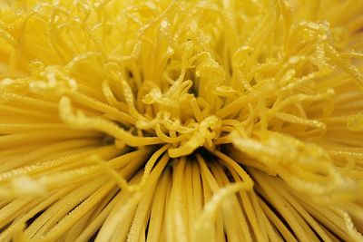 Full frame shot of yellow flower