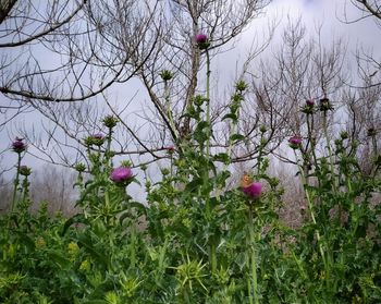 Close-up of pink flowering plants in park