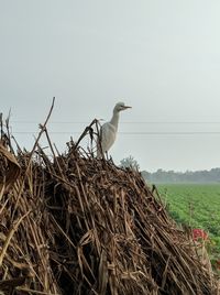 Bird perching on nest