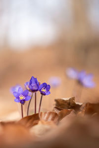 Close-up of purple flowering plant