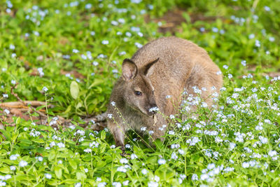 View of an animal on rock