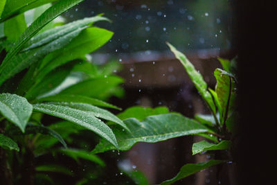 Close-up of wet plant leaves during rainy season