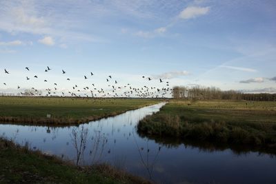 Flock of birds flying over lake