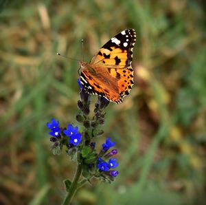 Close-up of butterfly pollinating on purple flower