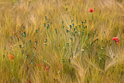 Close-up of poppy on field