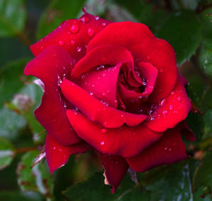 Close-up of wet red rose in rainy season