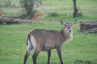 Deer grazing on grassy field