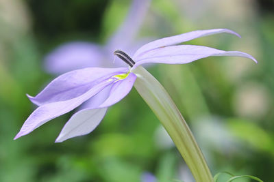 Close-up of purple flowering plant