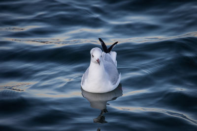 Close-up of seagull swimming