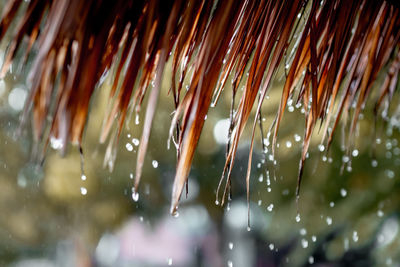 Close-up of raindrops on plant