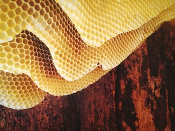 Close-up of honey bee comb