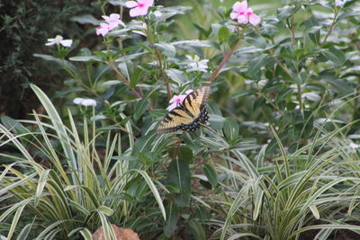 Butterfly on flower