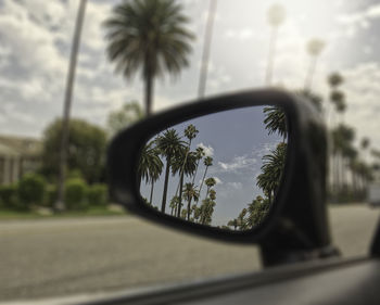 Reflection of palm trees on side-view mirror