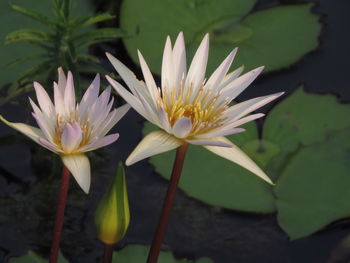 Close-up of white water lily