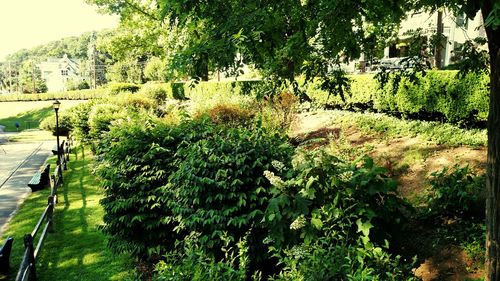 Trees and plants growing in park