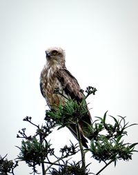 Low angle view of eagle perching on tree against sky