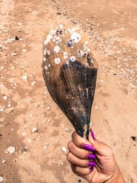 Close-up of hand holding shell at beach