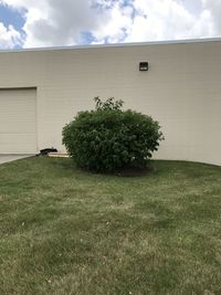 Plant growing in lawn of building