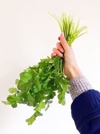 Close-up of hand holding leaf over white background