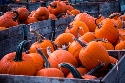 Pumpkins piled up in crates at an orchard