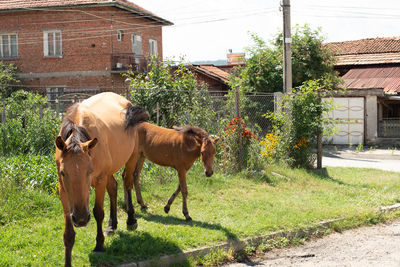 Horses in a field