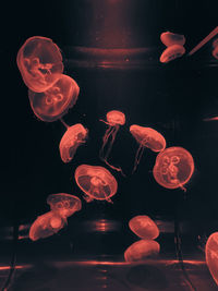 Close-up of jellyfish swimming in sea