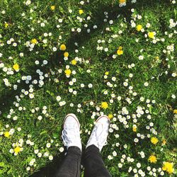 Low section of person standing on daisy flower