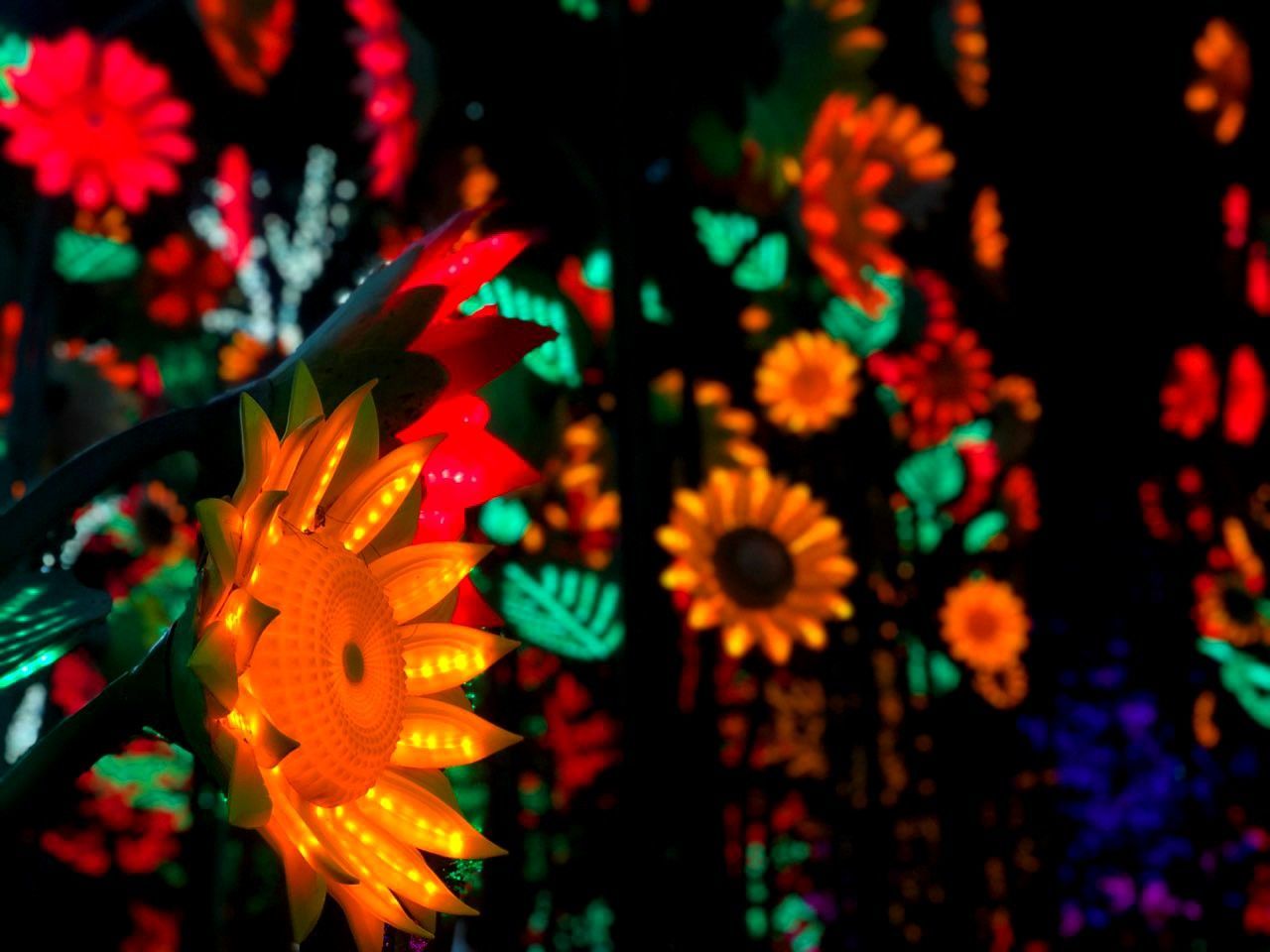 flower, flowering plant, plant, illuminated, close-up, freshness, no people, night, focus on foreground, decoration, fragility, beauty in nature, growth, vulnerability, petal, celebration, flower head, multi colored, inflorescence, selective focus, outdoors, festival