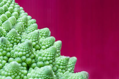 Close-up of green leaf against red background