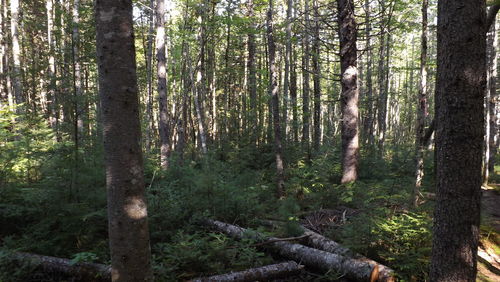 Trees in forest