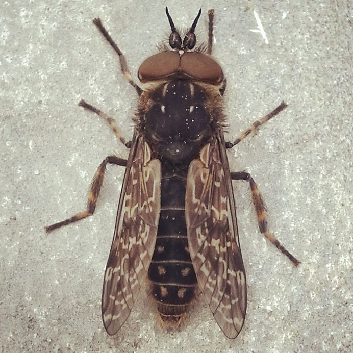 CLOSE-UP OF INSECT ON WALL