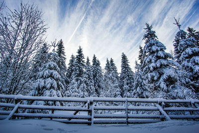 Trees on snow covered field against sky