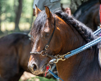 Close-up of horse in ranch