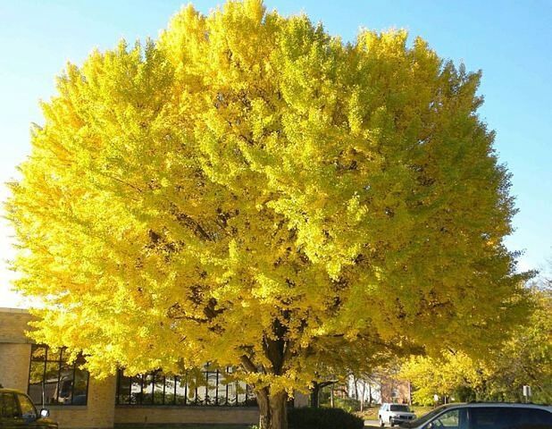 tree, land vehicle, car, transportation, yellow, clear sky, growth, branch, mode of transport, autumn, low angle view, nature, sunlight, day, beauty in nature, change, road, outdoors, sky, no people