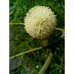 Close-up of white dandelion