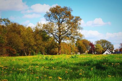 Trees on grassy field