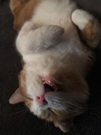 Close-up of cat