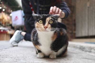 Portrait of cat sitting outdoors