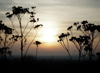 Close-up of plants at sunset