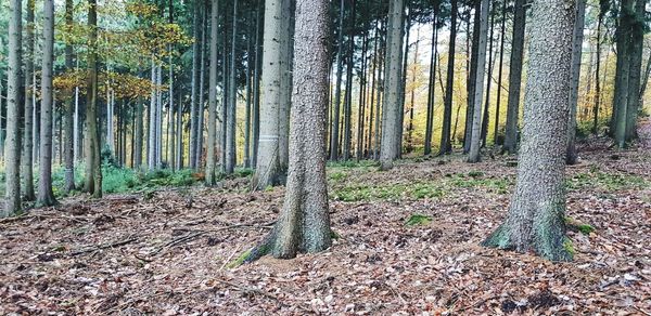 Pine trees in forest during autumn