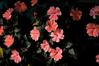 High angle view of pink flowering plants