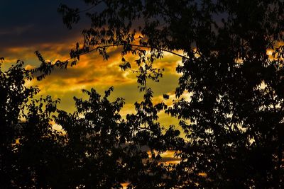 Low angle view of silhouette trees against sky