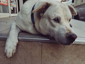 Close-up of a dog looking away