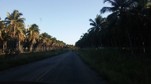 Country road along trees