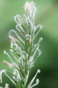 Close-up of stalks against blurred background